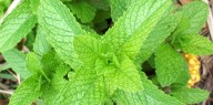 Mentha (Mentha arvensis)