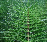 Cola de Caballo (Equisetum arvense)